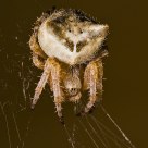 Cat-faced Orbweaver